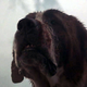 Illustration for article titled Killer dogs: iCujo/i, iDogs/i, iWhite Dog/i